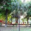 Beautiful Trees at Gandhi Park, Meerut